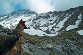 In GRIGNONE, versante nord, da Cainallo sui sentieri estivi 24 Rif. Bietti e 25 Rif. Bogani dom. 29 maggio 2011 - FOTOGALLERY
